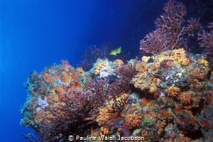Coral Reef, Congo Cay, U.S. Virgin Islands by Pauline Walsh Jacobson 